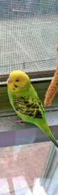 Lost Budgerigar