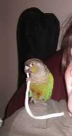 Lost Conure