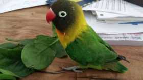 Lost Lovebird