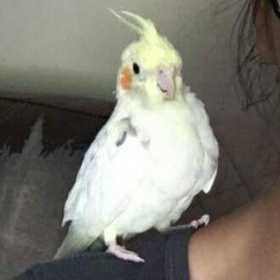 Lost Cockatiel