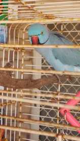 Lost Indian Ringneck Parakeet