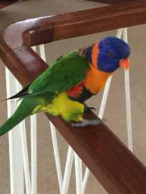 Lost Lory / Lorikeet