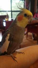 Lost Cockatiel