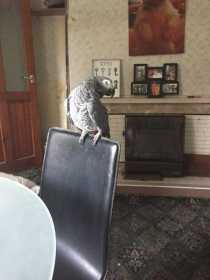 Lost African Grey