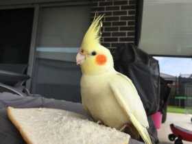 Lost Cockatiel