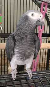 Lost African Grey