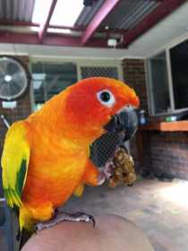 Lost Conure