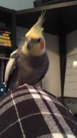 Lost Cockatiel