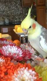 Lost Cockatiel