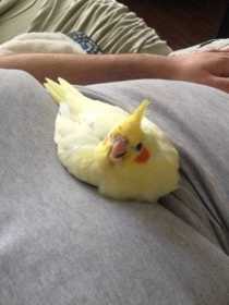 Lost Cockatiel