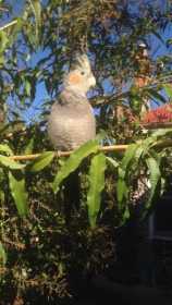 Lost Cockatiel