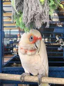 Lost Corella Cockatoo