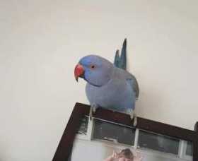 Lost Indian Ringneck Parakeet