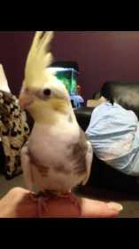 Lost Cockatiel