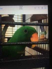 Lost Eclectus