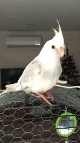 Lost Cockatiel