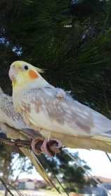 Lost Cockatiel