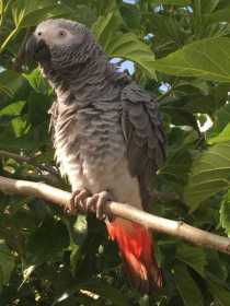 Lost African Grey