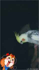 Lost Cockatiel