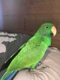 Lost Eclectus