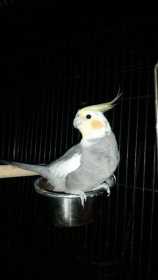 Lost Cockatiel