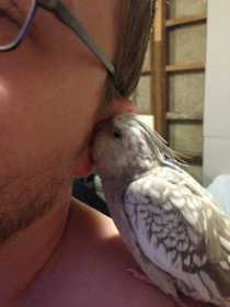 Lost Cockatiel