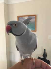 Lost Indian Ringneck Parakeet