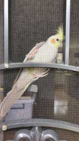 Lost Cockatiel