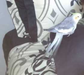 Lost Cockatiel