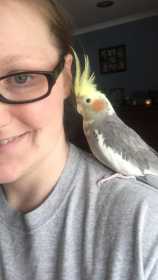 Lost Cockatiel