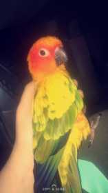 Lost Conure