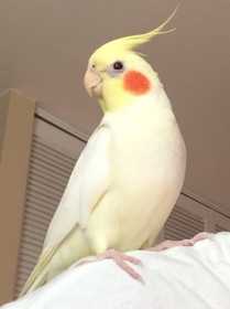 Lost Cockatiel