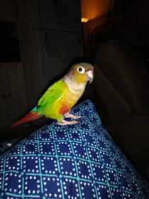 Lost Conure