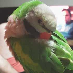 Lost Mustached / Moustached Parakeet