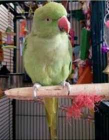 Lost Indian Ringneck Parakeet