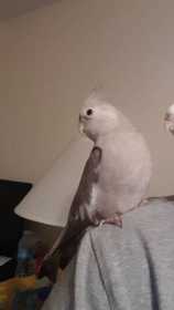 Lost Cockatiel