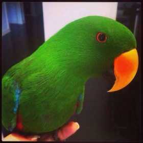 Lost Eclectus