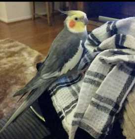 Lost Cockatiel