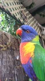 Lost Lory / Lorikeet