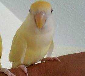 Lost Lovebird