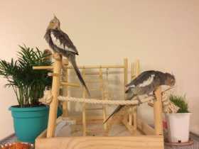 Lost Cockatiel