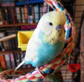 Lost Budgerigar