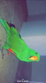 Lost Eclectus