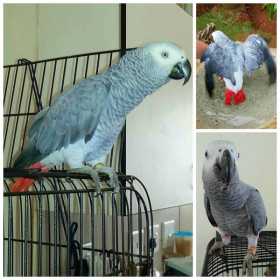 Lost African Grey