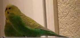 Lost Parakeet