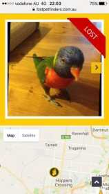 Lost Lory / Lorikeet