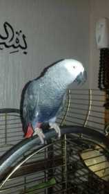 Lost African Grey