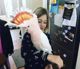 Lost Major Mitchell Cockatoo