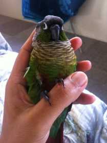 Lost Conure