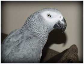 Lost African Grey